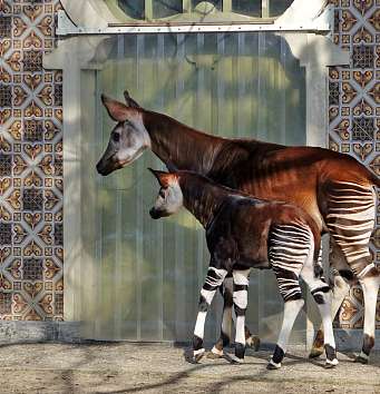 Okapi and son