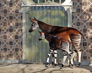 An okapi and its young one stand in front of a decorative wall.